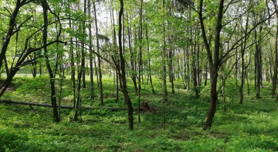 IMG 20200507 08373