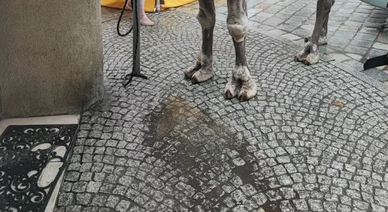 172103784510