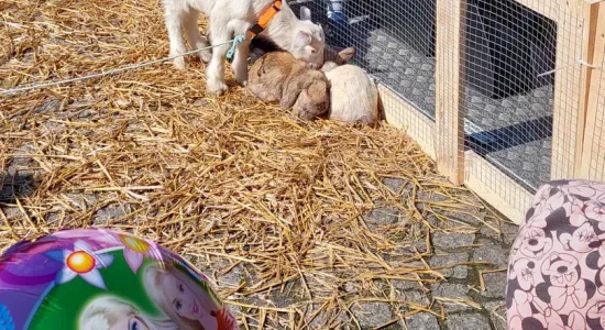 433416382 455015460291242 8969201538003309862 