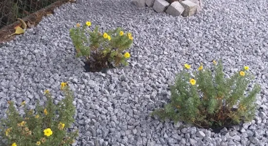 246935066 4555327511171057 5463059520551215614 n (002