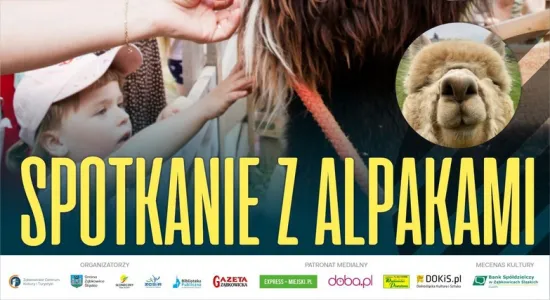 spotkanie z alpakami