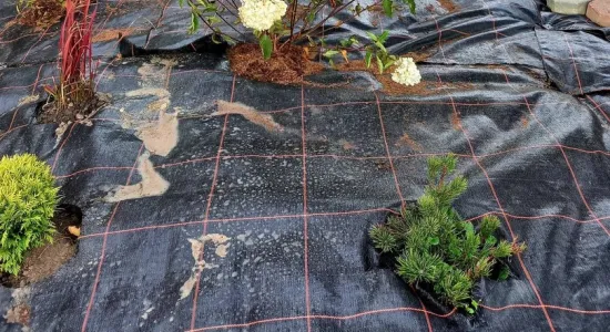 242951699 4741746685843705 5057487891539511836 n (002