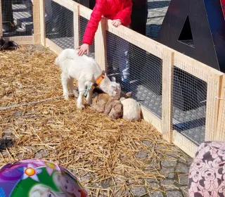 433416382 455015460291242 8969201538003309862 