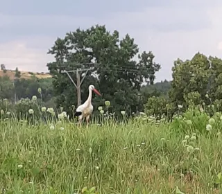 a045d816ce0b3cf94a5d56d893c89d4a